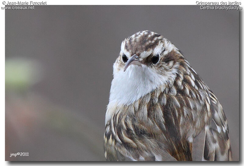 Short-toed Treecreeper