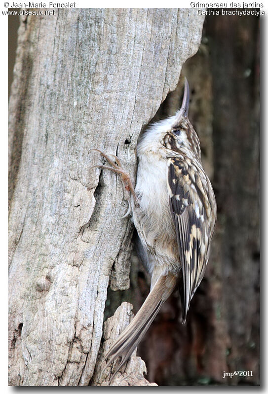 Short-toed Treecreeper