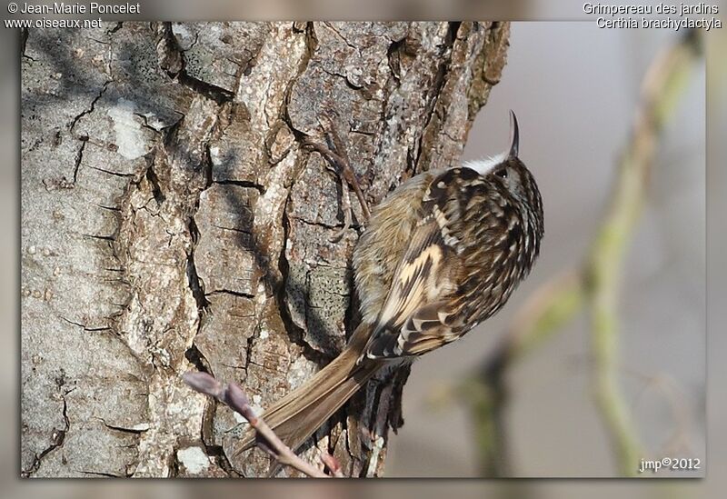 Short-toed Treecreeper