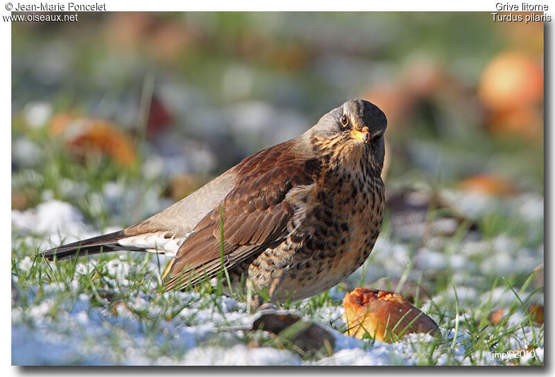 Fieldfare