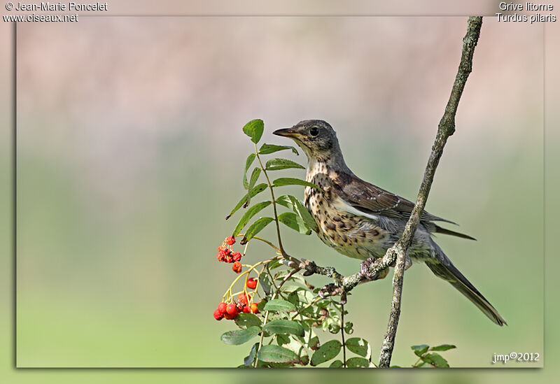 Fieldfare