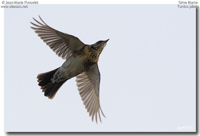 Fieldfare