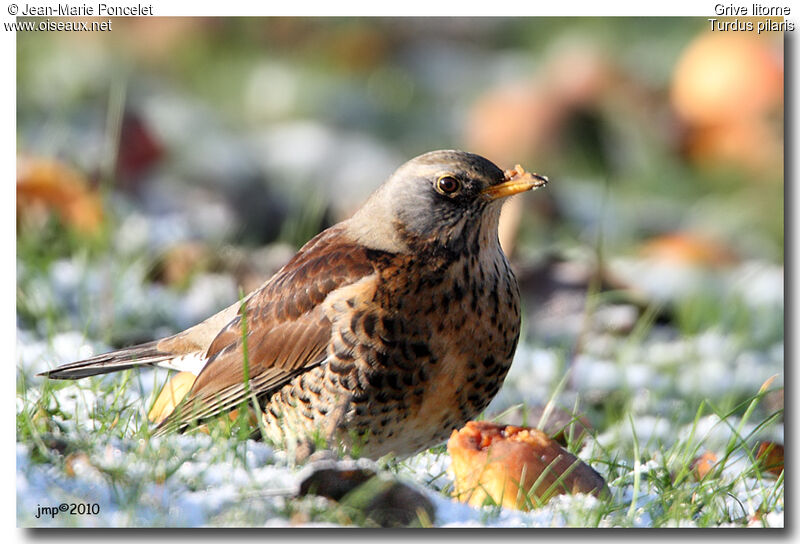 Fieldfare