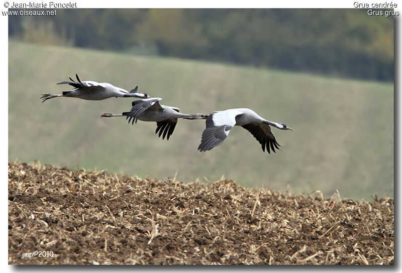 Common Crane