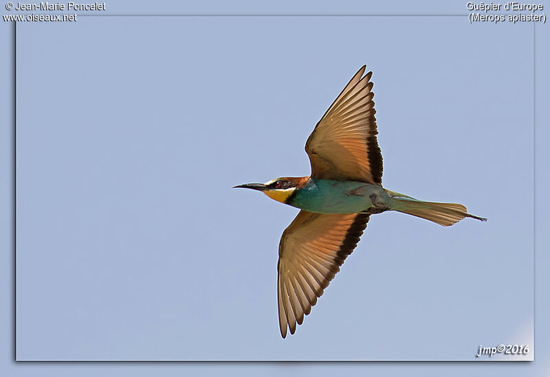 European Bee-eater