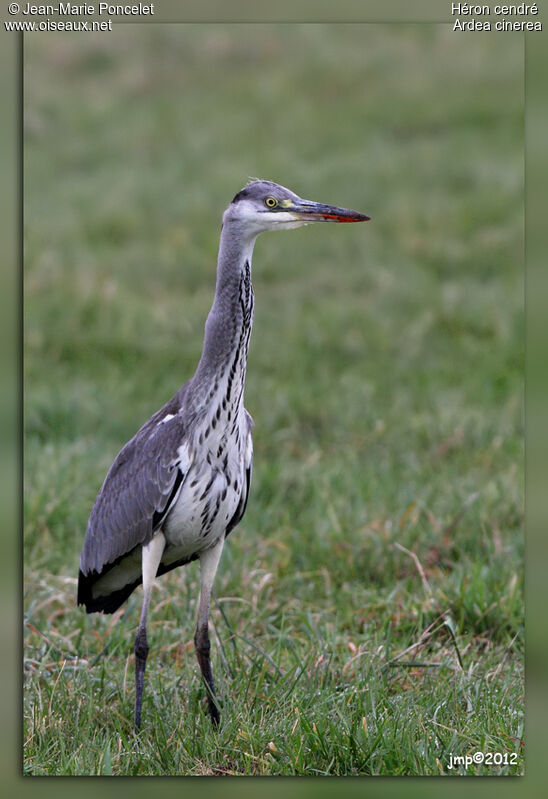 Grey Heron