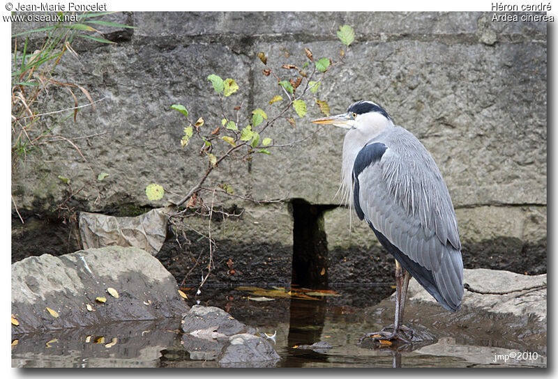 Grey Heron