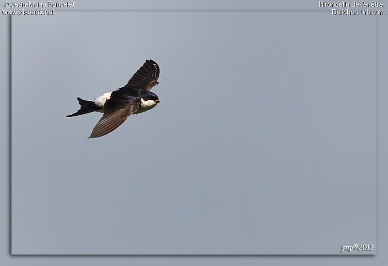 Western House Martin