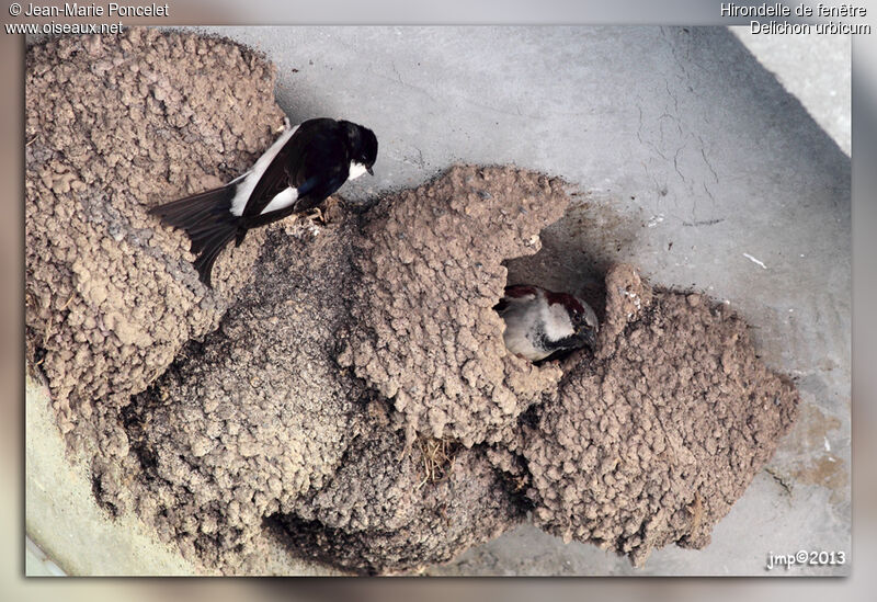 Western House Martin