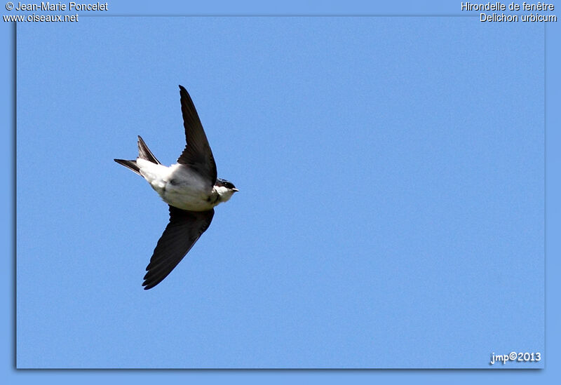 Western House Martin