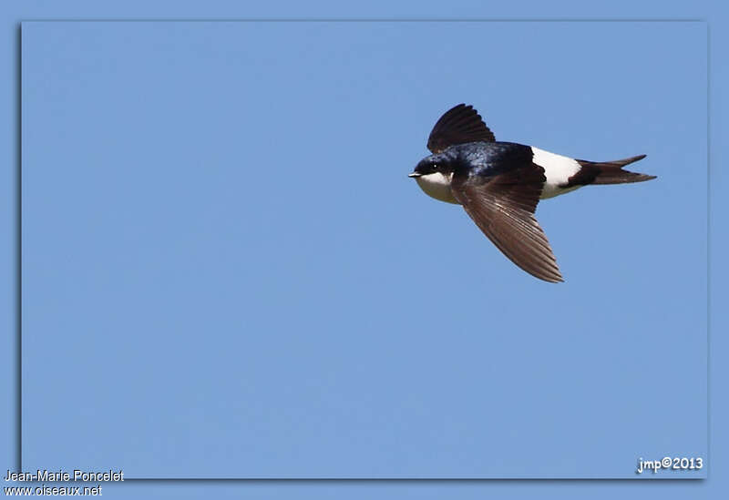 Western House Martinadult, Flight