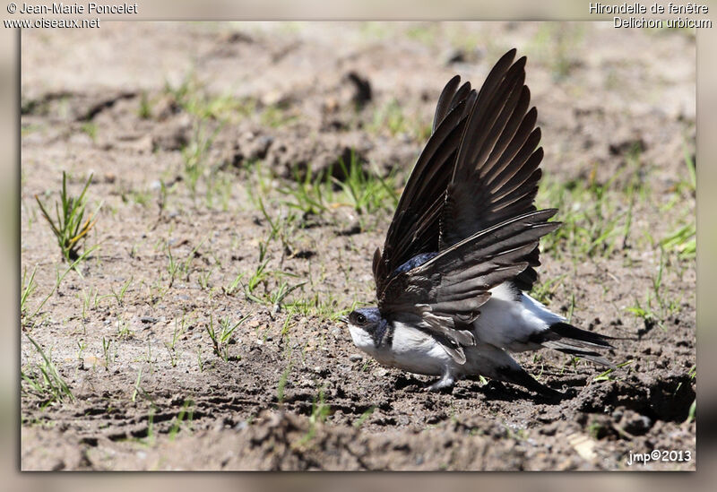 Western House Martin