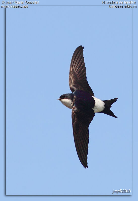 Western House Martin