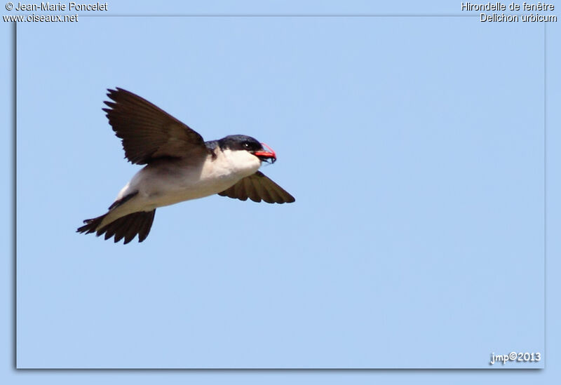 Western House Martin