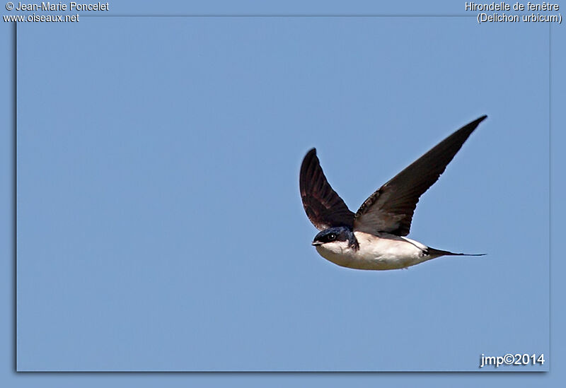 Western House Martin