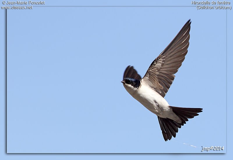 Western House Martin