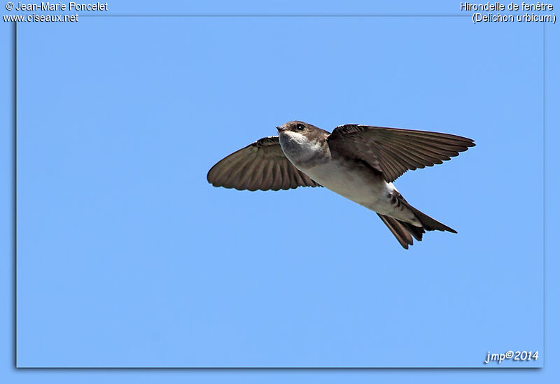 Western House Martin