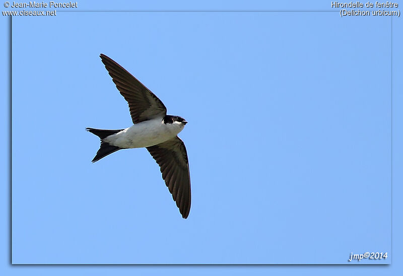 Western House Martin