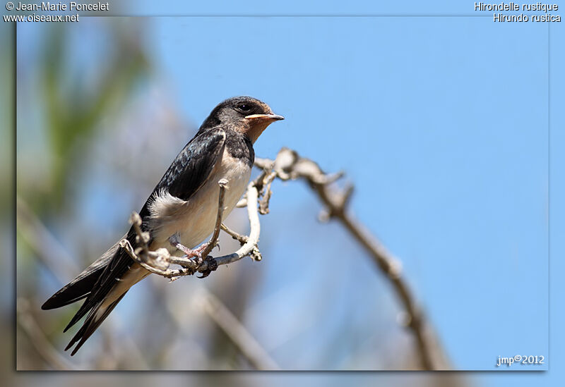 Barn Swallow