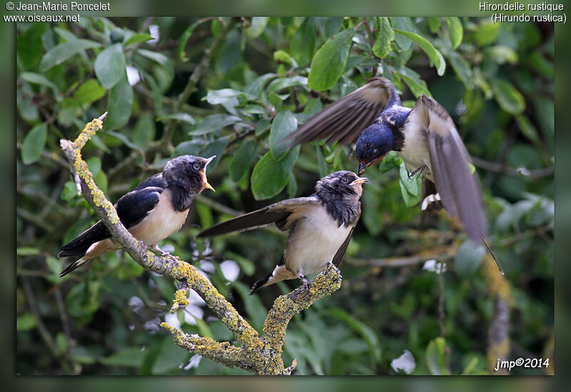 Barn Swallow