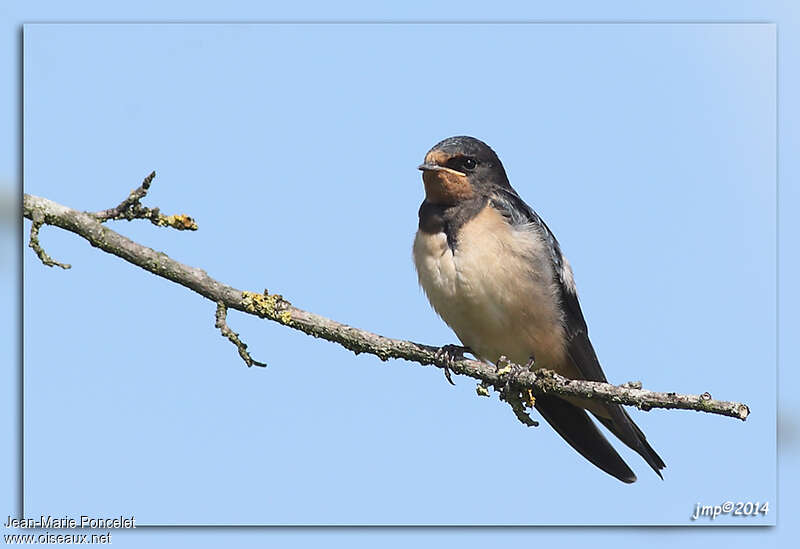 Hirondelle rustique1ère année, identification