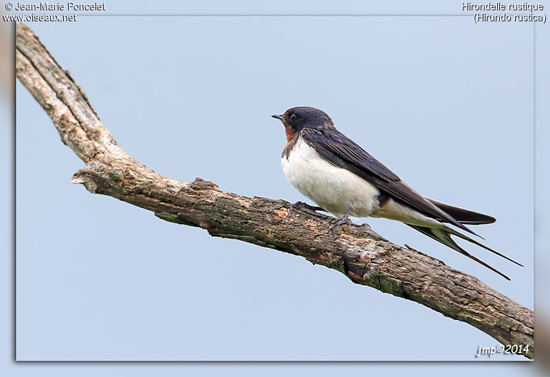 Barn Swallow