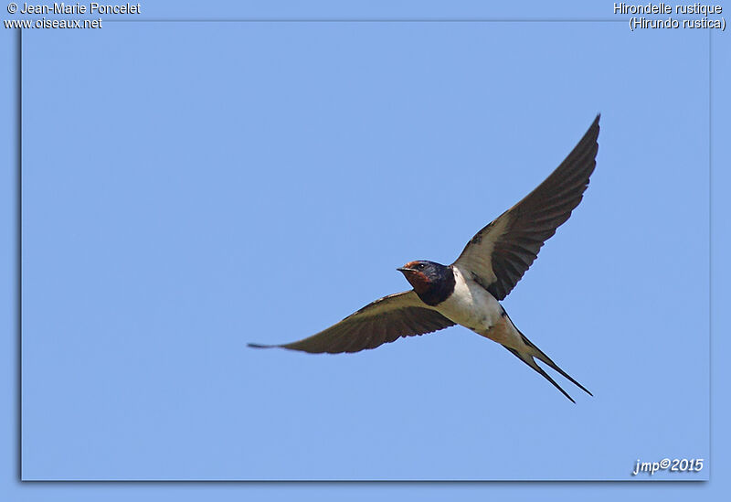 Barn Swallow