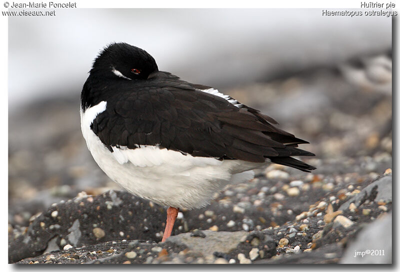 Eurasian Oystercatcher