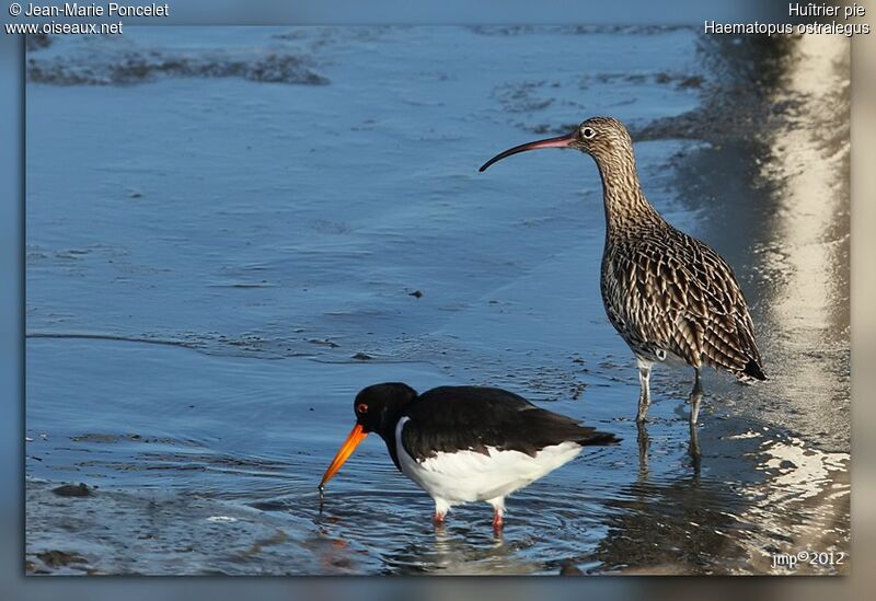 Eurasian Oystercatcher