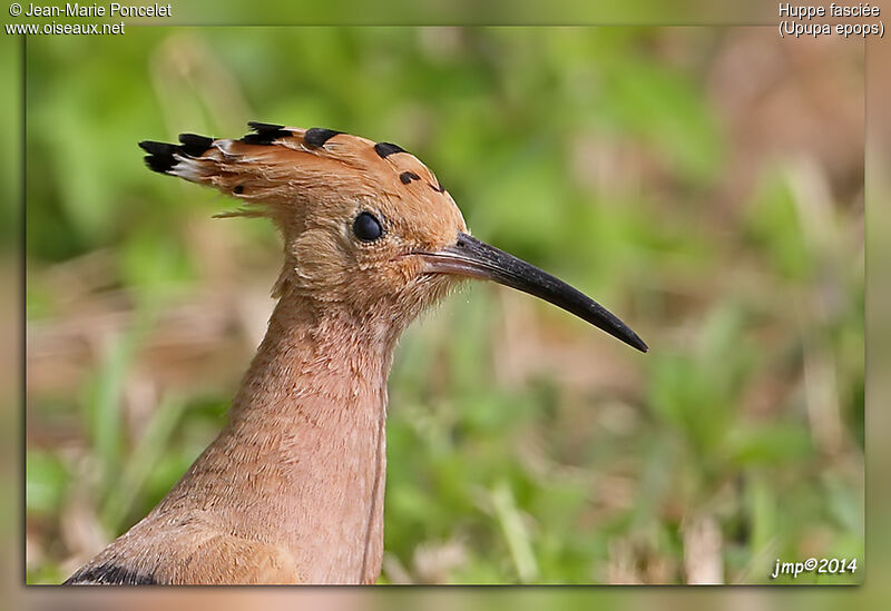 Eurasian Hoopoe