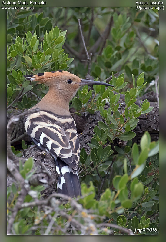 Eurasian Hoopoe