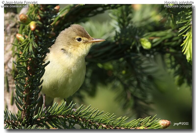 Melodious Warbler