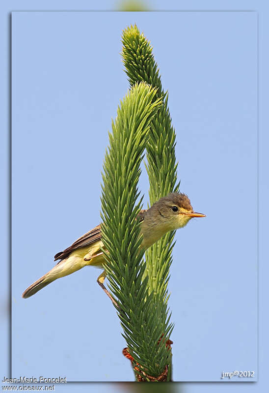 Melodious Warbleradult, habitat, Behaviour