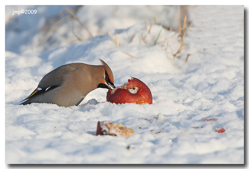 Bohemian Waxwing