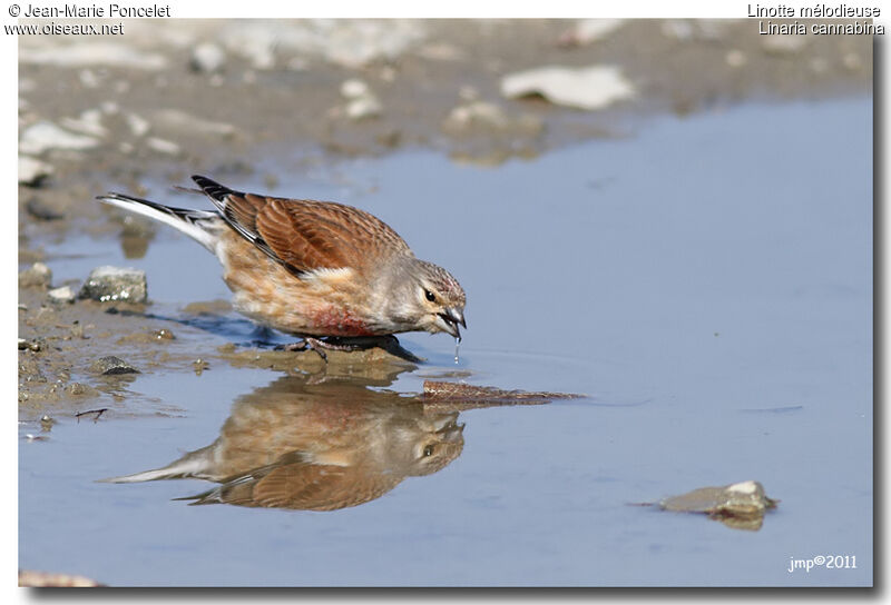 Common Linnet