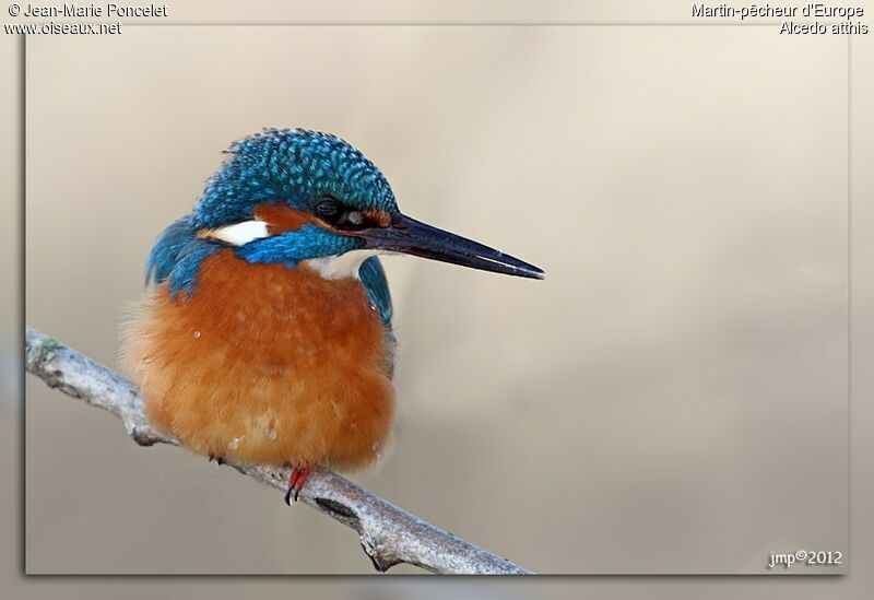 Common Kingfisher