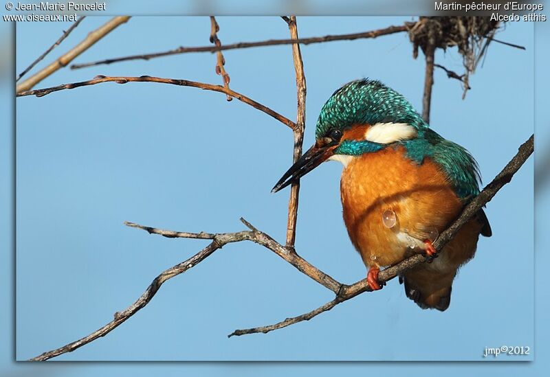 Common Kingfisher