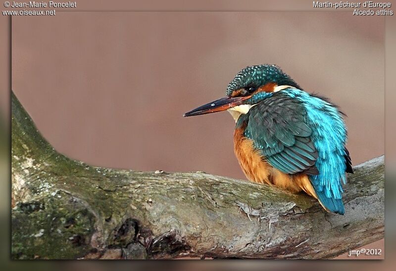 Common Kingfisher