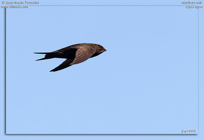 Common Swift