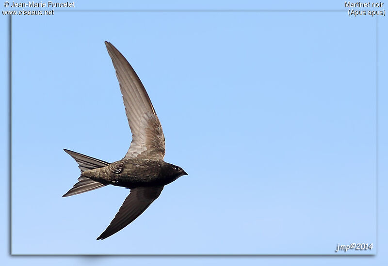 Common Swift