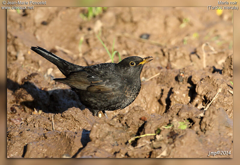 Common Blackbird