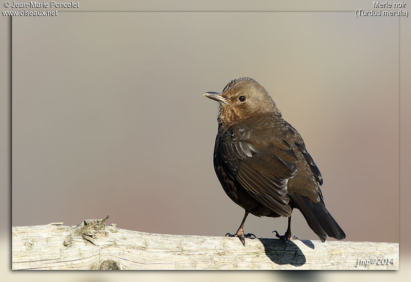 Common Blackbird