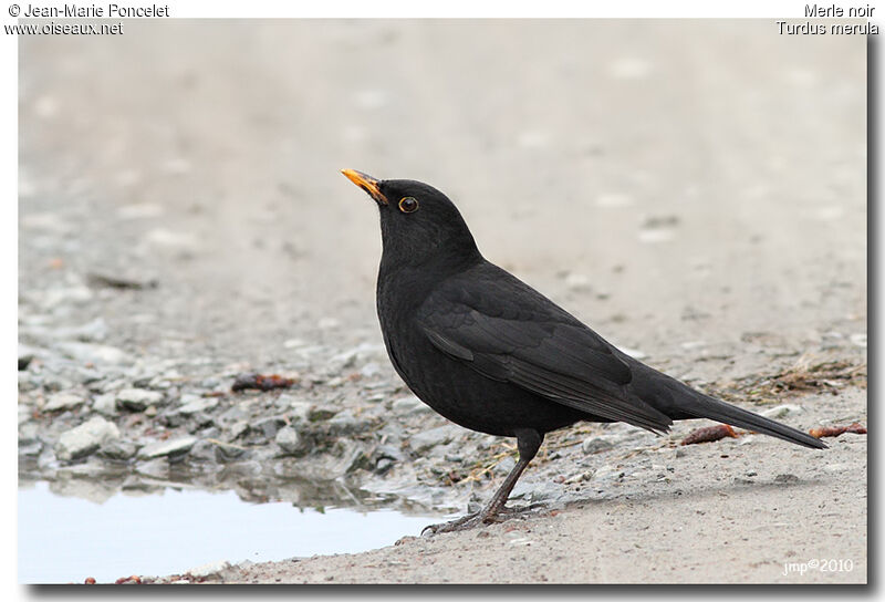 Common Blackbird