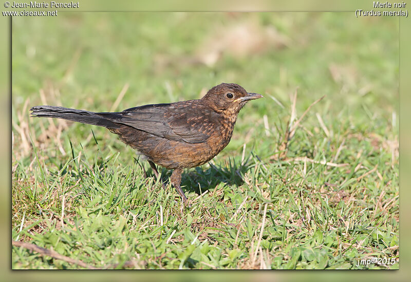 Common Blackbird