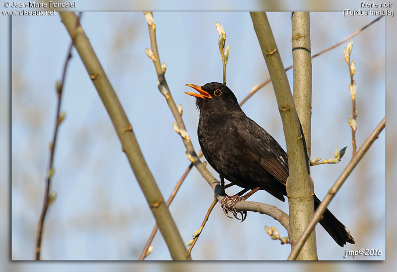 Common Blackbird male