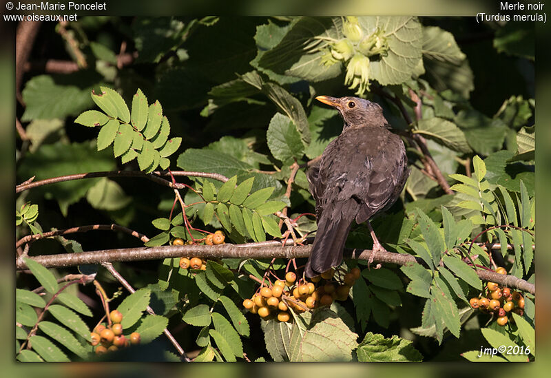 Common Blackbird female