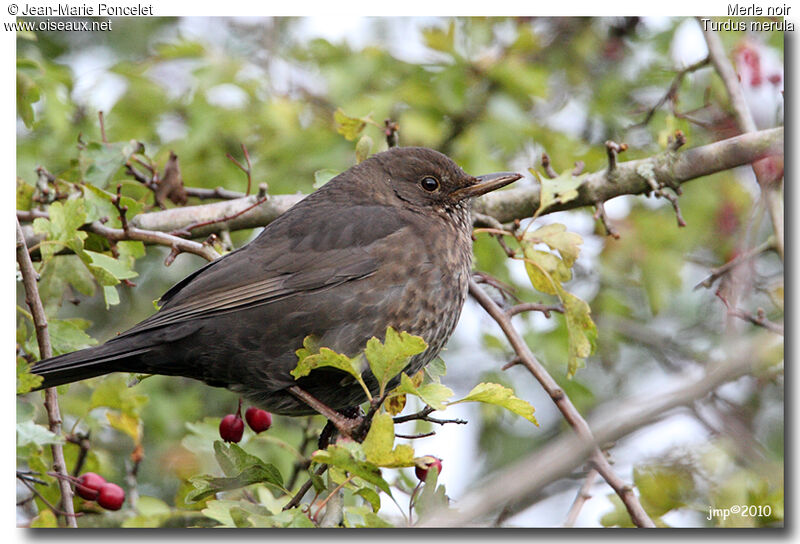 Common Blackbird female