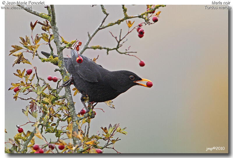 Common Blackbird