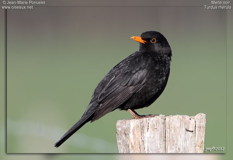 Common Blackbird