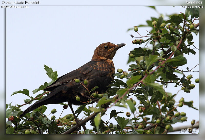 Common Blackbird